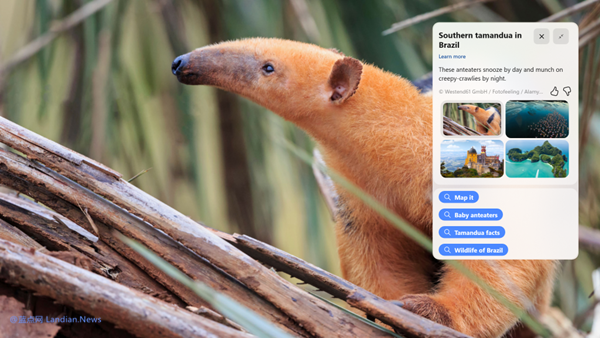 微软发布Windows 11 Dev Build 25281版 改进聚焦桌面壁纸问题