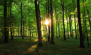 致力于环保绿化的公益搜索引擎Ecosia已经种了将近一亿棵树